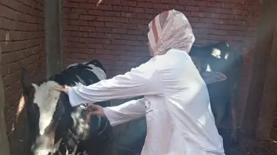 سوهاج: تحصين 146 ألف رأس ماشية ضد الحمى القلاعية وحمى الوادي المتصدع