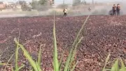حريق هائل يلتهم 10 فدادين بصل في ميت سلسيل بالدقهلية