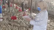 تحصين 111 ألف طائر بالشرقية وتنظيم 579 ندوة إرشادية