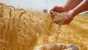 صورة نادرة لنهاية موسم حصاد القمح في قرى الجيزة منذ 116 سنة