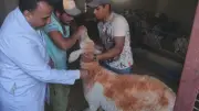 المنيا تحصّن 127 ألف رأس ماشية ضد الحمى القلاعية والوادي المتصدع