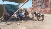 قافلة بيطرية مجانية تعالج 200 رأس أغنام في قرية محل بشر بالبحيرة