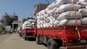 توريد 275 ألف طن قمح منذ انطلاق الموسم في بني سويف