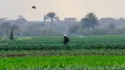 طقس البحيرة اليوم: 33 درجة مئوية في دمنهور وأجواء رطبة