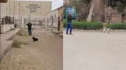 ذعر في الإسماعيلية بعد نفوق 4 كلاب مفاجئ يشتبه بتسممها