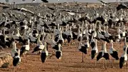 مصر تحمي 500 نوع من الطيور المهاجرة بينها 16 مهددة بالانقراض
