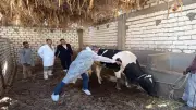 6.82 مليون جرعة تحصينية لحماية الماشية من الحمى القلاعية والوادي المتصدع