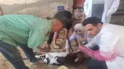 الزراعة تعالج 16 ألف حالة وتحسن وراثي لـ38 ألف رأس ماشية في مايو