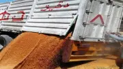 تموين أسوان يكثف المتابعة الميدانية لاستقبال القمح بالمواقع التخزينية