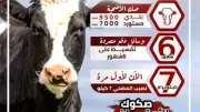غداً انطلاق المرحلة الأولى لتوزيع أنصبة المضحين في مشروع صكوك الأوقاف