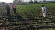 حملة مكثفة من الزراعة لحماية الذرة من دودة الحشد الخريفية