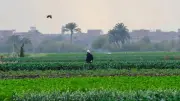 نواب: وقف ضريبة الأطيان يعزز الأمن الغذائي ويخفف أعباء الفلاحين