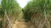 نائب يطالب بإعادة حصص الأسمدة المدعمة لقصب السكر بعد تقليصها
