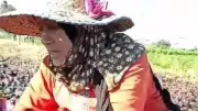 صرخة مزارعة من السنبلاوين: خسائرنا تتخطى الملايين بعد حريق البصل