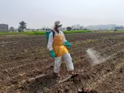 الزراعة تنفذ إجراءات استباقية مكثفة لحماية المحاصيل من الآفات الحشرية