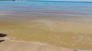 محميات البحر الأحمر: ازدهار الطحالب ظاهرة طبيعية ولا تشكل خطراً