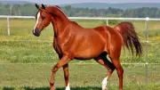 برلمانية: دعم الخيل العربي الأصيل يعزز الاقتصاد ويعيد ريادة مصر التاريخية