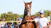 نائب الشيوخ: صناعة الخيل العربي الأصيل فرصة واعدة لتعزيز الاقتصاد