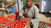انخفاض أسعار الطماطم في سوق العبور اليوم واستقرارها حتى نهاية الصيف