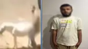 مريض نفسي يعتدي على حمار في القليوبية والأمن يضبطه
