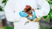 اكتشاف أول حالة إصابة بإنفلونزا الطيور من سلالة إتش5 إن1 في أستراليا