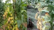 رئيس تغيرات المناخ يحذر من ري المحاصيل وقت الظهيرة لتجنب تلفها