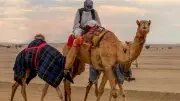 تفسير حلم ركوب الجمل في المنام ودلالته على التغلب على الأعداء