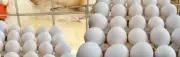 أسعار كرتونة البيض اليوم 23 يونيو 2026 في الأسواق المصرية