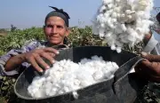 الزراعة تعلن خريطة زراعات القطن في مصر للموسم الجديد