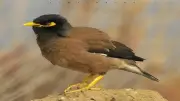 خبراء يحذرون من انتشار طائر المينا الهندي في مصر ويطالبون بخطة وطنية عاجلة