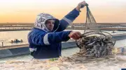 1350 طن إنتاج أسماك مائدة و150 مليون زريعة ضمن إنجازات الثروة السمكية بمصر