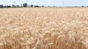من محدودية الموارد إلى طفرة الصادرات.. كيف تغير وجه الزراعة في مصر؟