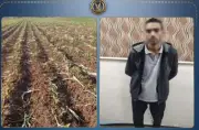 الداخلية تكشف ملابسات إتلاف محصول مزارع بالبحيرة وتضبط المتهم