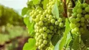 تفسير رؤية أكل العنب في المنام ودلالاته على النجاح والرزق القريب