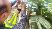 الإسماعيلية تواصل حصر وتكويد الأشجار ضمن مبادرة 100 مليون شجرة
