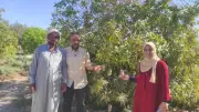 انطلاق موسم حصاد المانجو في طور سيناء بإنتاج وفير وجودة استثنائية