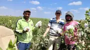 الجريدة الرسمية تنشر قرار وزير الزراعة لتنظيم استغلال أصناف القطن المصري