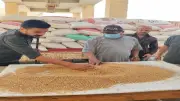 توريد أكثر من 500 ألف طن قمح محلي بصوامع وشون الجيزة منذ بداية موسم الحصاد
