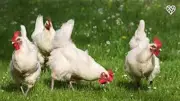دليل حساب تكلفة دورة الدواجن: أرباح أم خسائر؟