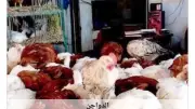 استقرار نسبي في أسعار الدواجن بأسوان اليوم الخميس 18 يونيو 2026