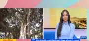 رئيس التنسيق الحضاري: الأشجار النادرة ليست غطاء نباتيا فقط بل تراثا حيا يوثق تاريخ مصر