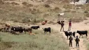 الاستيطان الرعوي يهدد الوجود البدوي الفلسطيني في الضفة الغربية