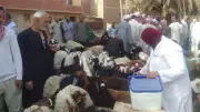 تحصين 227 ألف رأس ماشية ضد الحمى القلاعية والوادي المتصدع بالجيزة