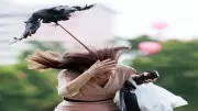 لماذا تتزايد هجمات الطيور على البشر في الصيف؟ ظاهرة غريبة تكشف سراً خطيراً