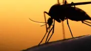لماذا ينجذب البعوض إلى بعض الأشخاص أكثر من غيرهم؟ الأسباب العلمية