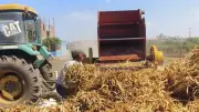 بتر كف عامل أثناء تشغيل ماكينة دراسة القش في الدقهلية