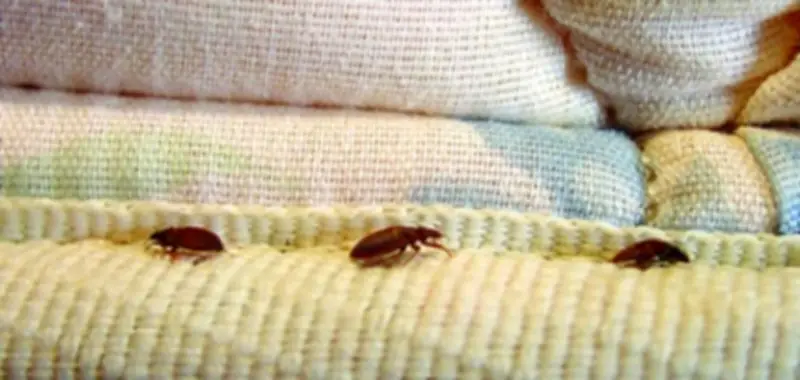 مع ارتفاع الحرارة: طرق فعالة لحماية منزلك من الحشرات والروائح الكريهة