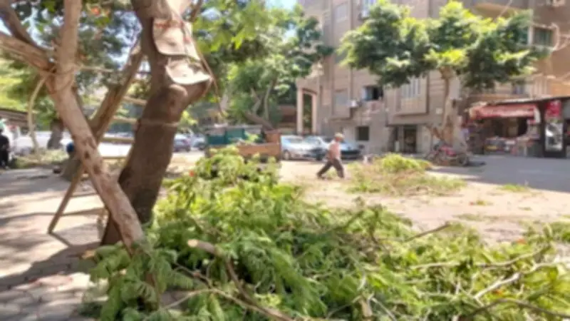 محافظة الجيزة تتعامل مع شجرة خطرة بالعجوزة وتزيل إشغالات بالهرم