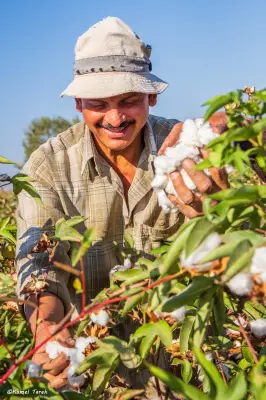 كفر الشيخ تتصدر محافظات مصر في زراعة القطن الموسم الحالي