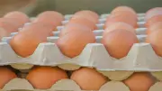 سعر البيض اليوم الجمعة 3-7-2026 في بورصة الدواجن والسوق المحلي